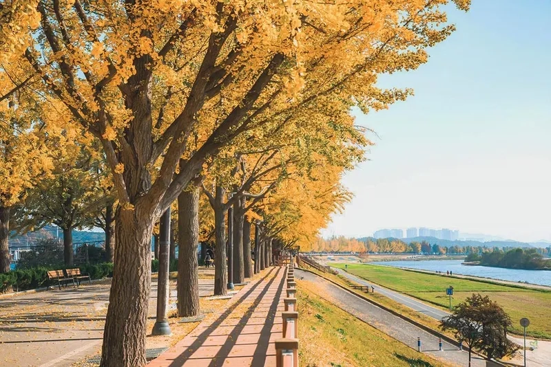 Asan mùa thu đẹp như bức tranh thủy mặc