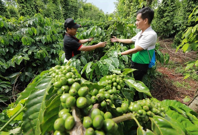 Vườn Cà phê Đắk Lắk xanh mướt trải dài
