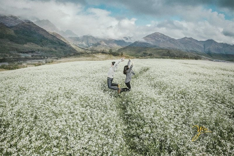 Khám phá vẻ đẹp Cánh đồng hoa Mộc Châu mùa nở rộ