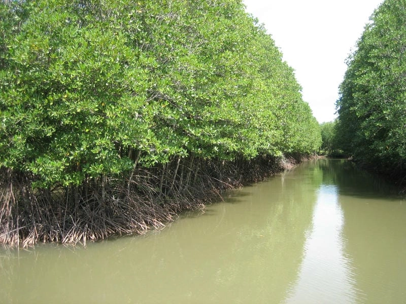 Cây đước Cà Mau hiên ngang giữa rừng ngập mặn