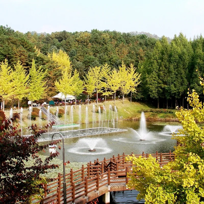 Sắc thu vàng rực rỡ phủ kín Cheongju thơ mộng