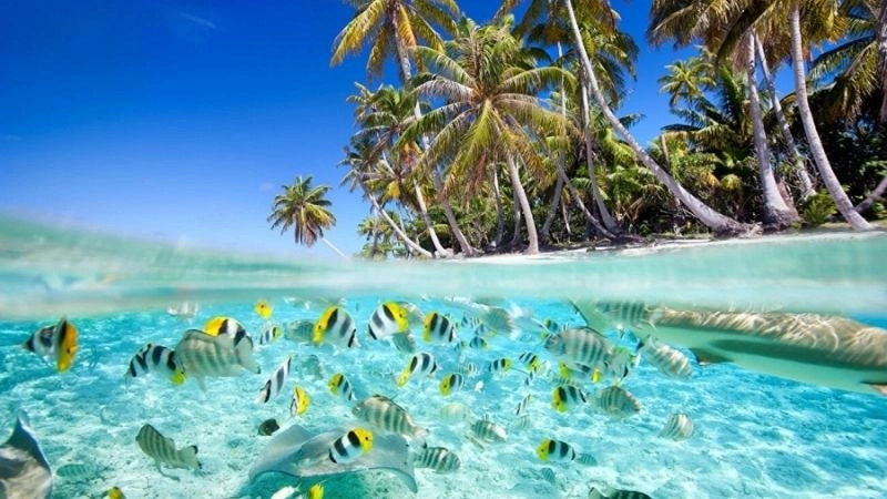 Thiên nhiên Cù Lao Chàm hoang sơ và trữ tình