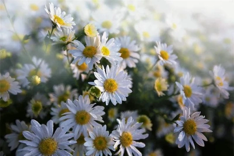 Đừng bỏ lỡ thời gian lý tưởng để đến Sapa mùa cúc họa mi