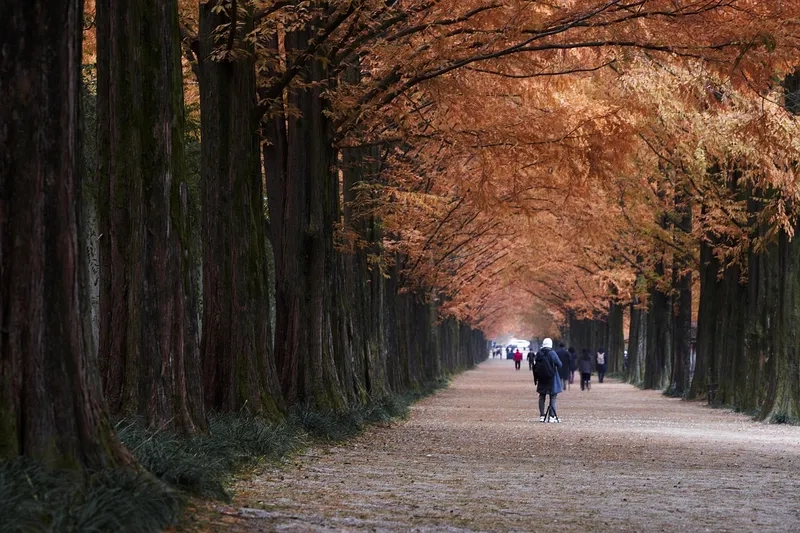 Damyang là điểm dừng chân lý tưởng mùa thu