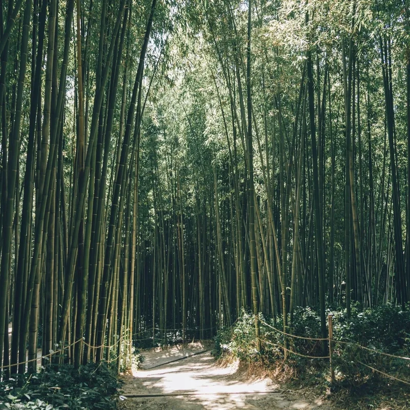 Lạc bước vào rừng tre tuyệt đẹp ở Damyang