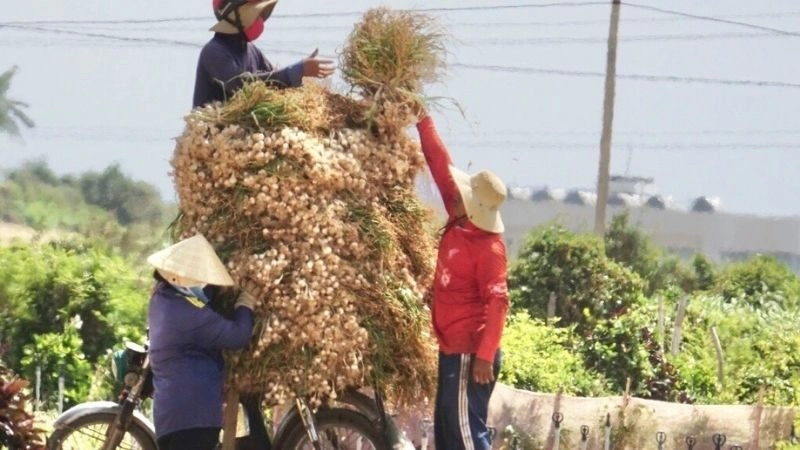 Đảo tỏi Lý Sơn nổi tiếng với hương vị đặc trưng Hỏi ChatGPT
