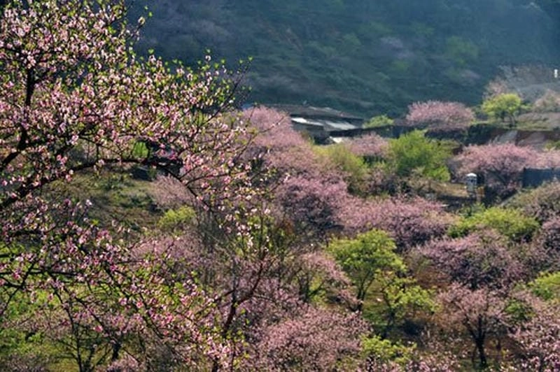 Thời tiết lý tưởng để chiêm ngưỡng Mộc Châu