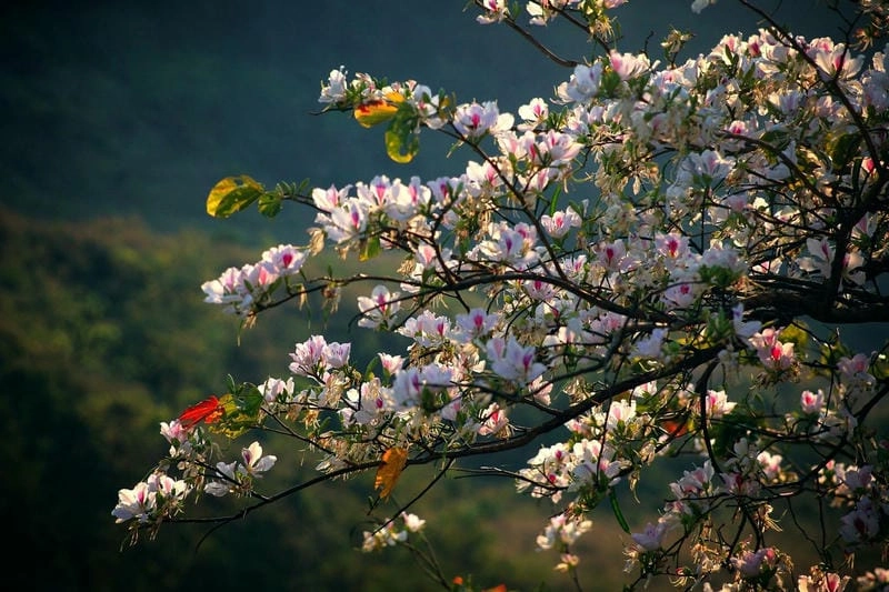 Ngất ngây vẻ đẹp thời điểm lý tưởng để ngắm hoa ban Điện Biên