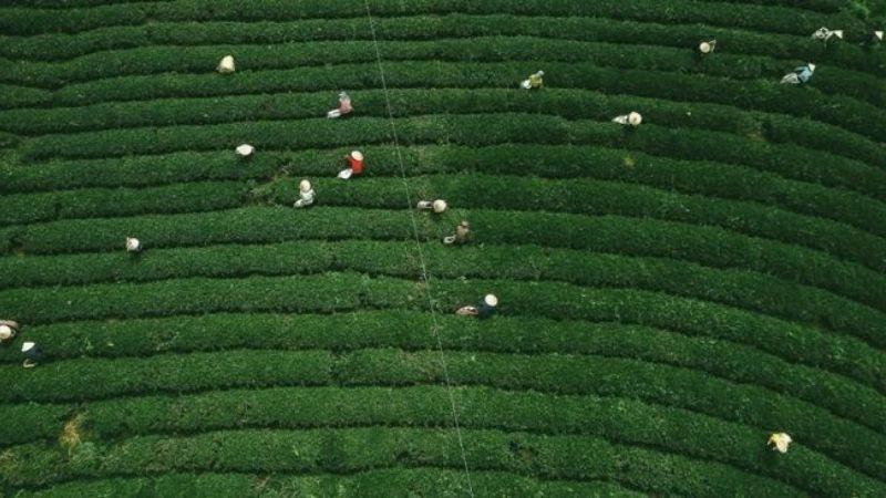 Đồi chè Cầu Đất Đà Lạt ảnh đẹp xanh mướt