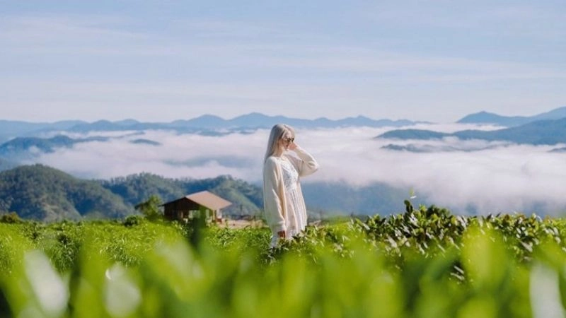 Cánh đồng chè Cầu Đất bát ngát hút hồn