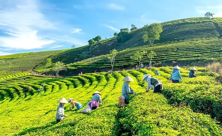 Cảnh Đồi chè Cầu Đất Đà Lạt trong sương mù