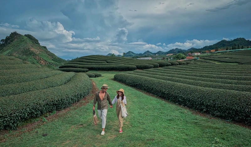 Đồi chè Mộc Châu xanh mướt trong ánh nắng sớm