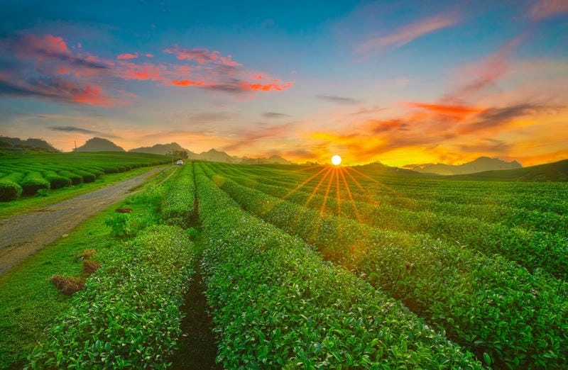 Khám phá vẻ đẹp Đồi chè Mộc Châu qua từng khung hình