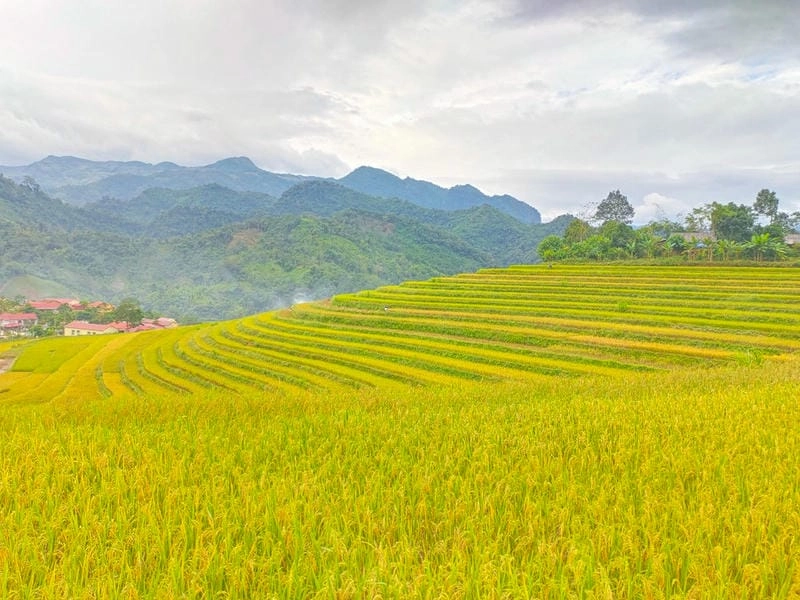 Ảnh lúa chín Bắc Kạn vàng rực