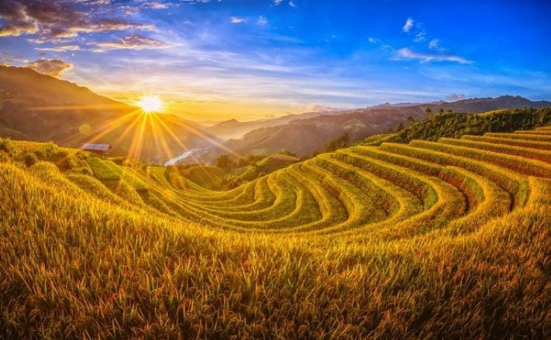 Bình minh lúa chín trong sương nhẹ