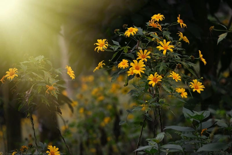 Khó cưỡng với lý do Bảo Lộc mùa hoa dã quỳ thu hút nhiều du khách