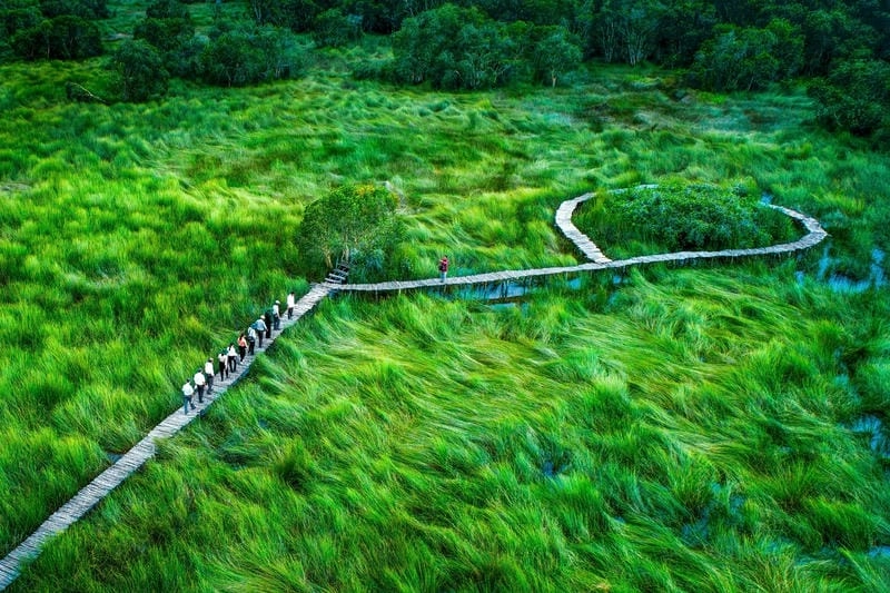 Cánh đồng cỏ Long An tạo cảm giác thơ mộng của vùng quê