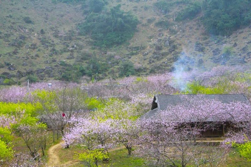 Tìm hiểu ý nghĩa đặc biệt của hoa đào