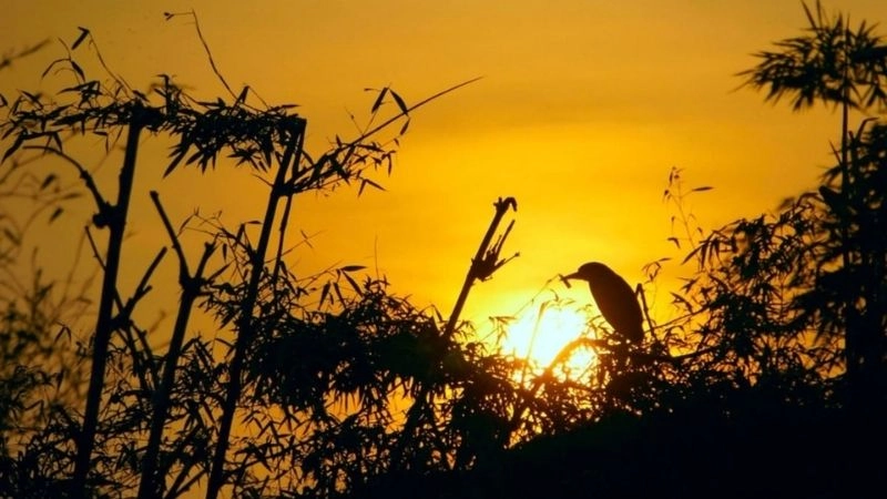 Khám phá thiên nhiên hoang sơ Đảo Cò Chi Lăng Nam