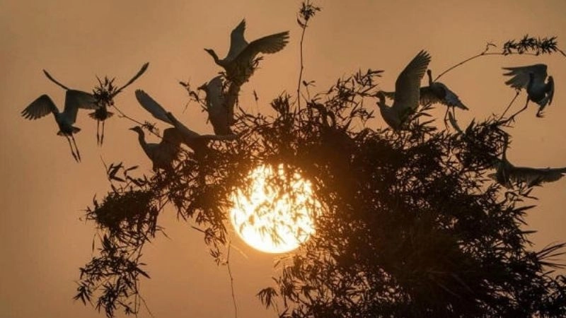 Đảo Cò Chi Lăng Nam không gian sống của cò trắng