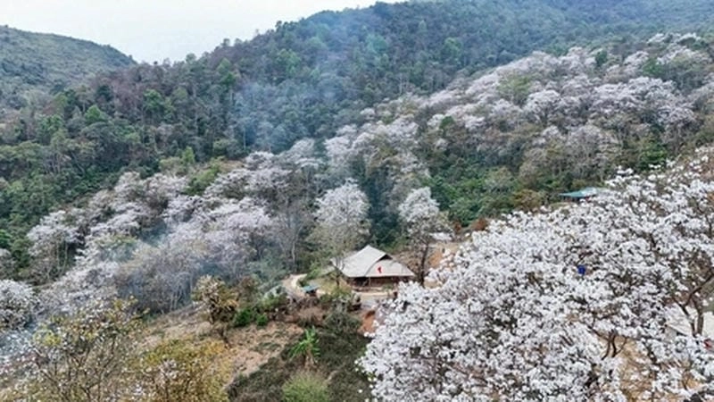 Chiêm ngưỡng các địa điểm ngắm hoa ban đẹp nhất ở Điện Biên