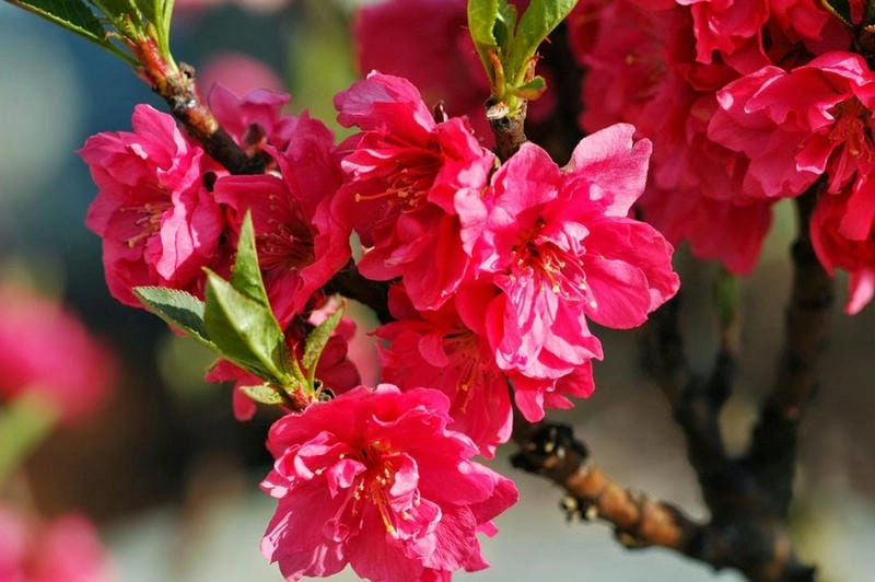 Rực hồng phố cổ hoa đào nở rộ