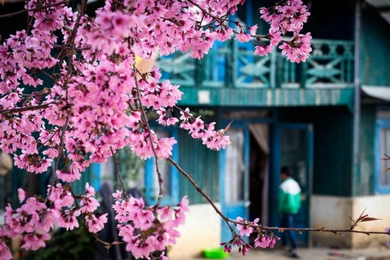 Vẻ đẹp đặc trưng dịu dàng trong sương mù Đà Lạt