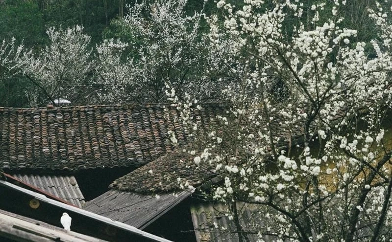 Khung cảnh ngọt ngào là lý do thu hút du khách bốn phương