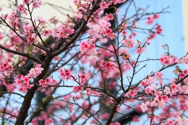 Ngập tràn sức sống đường phố hoa đào