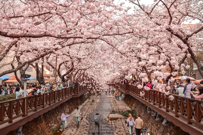 Jinhae là một thành phố cảng nhỏ thuộc thành phố Changwon