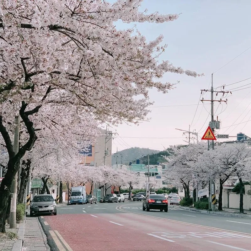 Kinh nghiệm tham quan Jinhae