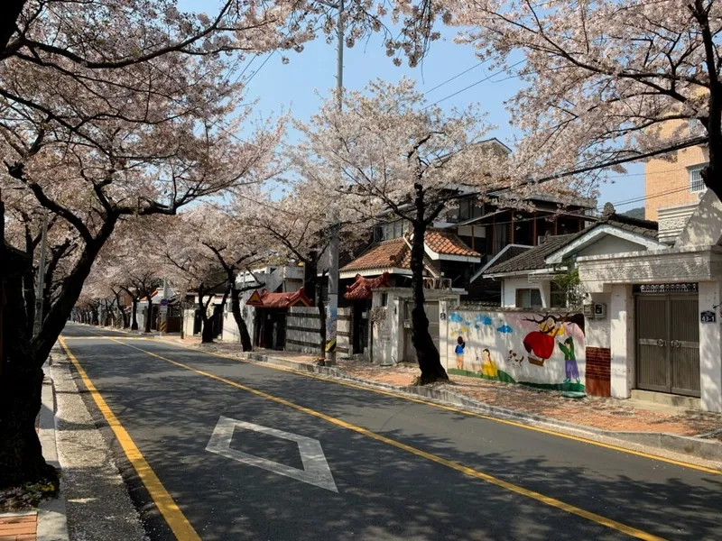 Cầu Yeojwacheon ở Jinhae thu hút du khách