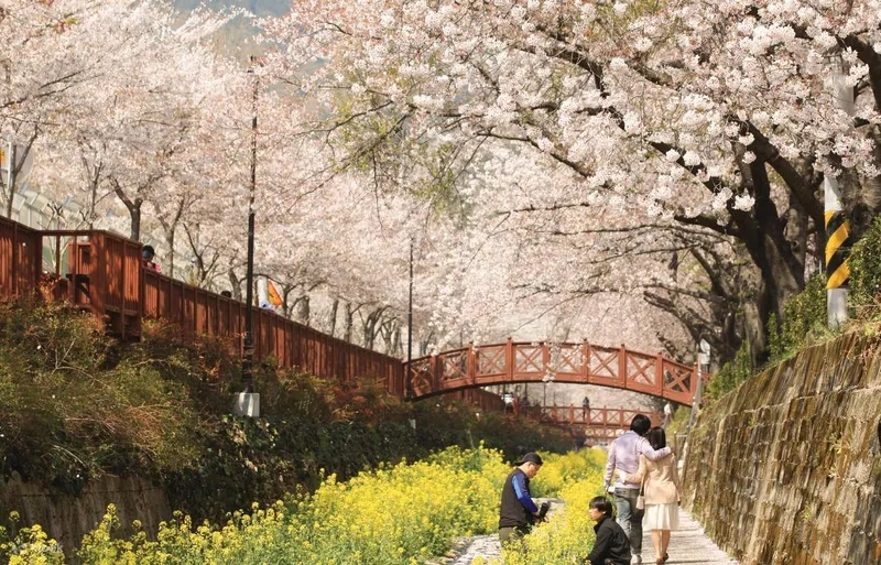 Lễ hội Jinhae là điểm hẹn mùa xuân lý tưởng