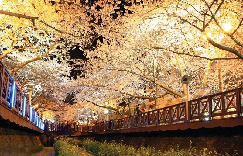 Mùa hoa Jinhae mang đến khung cảnh thơ mộng