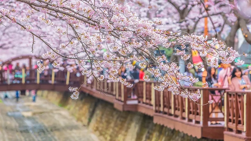 Jinhae níu chân du khách bằng sắc hoa hồng phấn