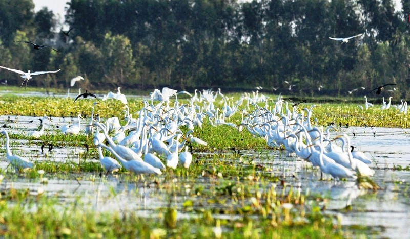 Khu bảo tồn Cà Mau, nơi bảo vệ loài chim