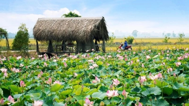 Cảnh quan Đồng Tháp Mười đẹp nao lòng giữa mùa nước