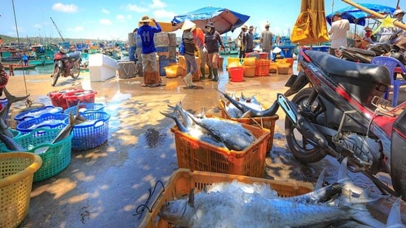 Kinh nghiệm cá nhân khi khám phá làng chài Hàm Ninh