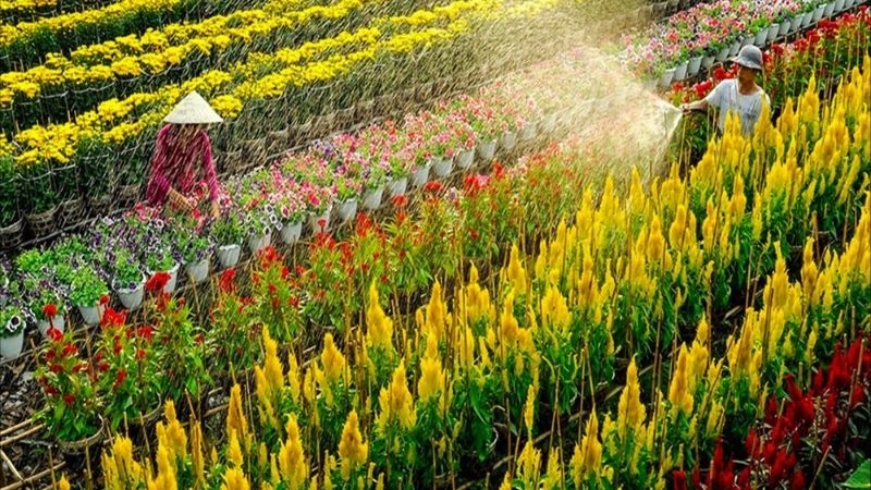 Thời điểm lý tưởng để đến thăm làng hoa Sa Đéc