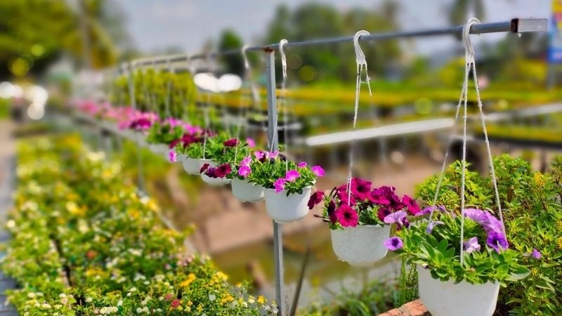 Làng hoa Sa Đéc Đồng Tháp ảnh sắc màu rực rỡ