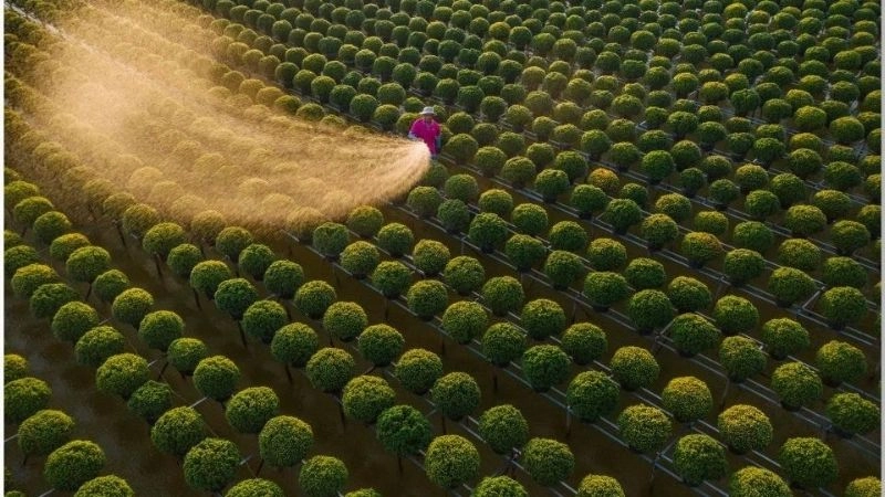 Vườn hoa Sa Đéc rực rỡ giữa trời xanh bao la