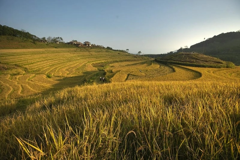 Khung cảnh vẻ đẹp bình dị của Hòa Bình vào mùa thu đồng lúa yên ả nên thơ
