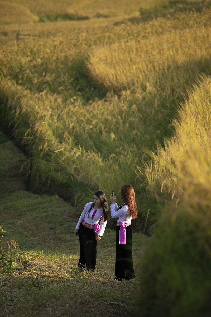 Chiêm ngưỡng lý do Hòa Bình mùa lúa chín thu hút nhiều du khách đầy hấp dẫn
