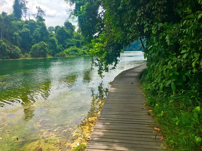 Tản bộ quanh MacRitchie Reservoir để tận hưởng thiên nhiên