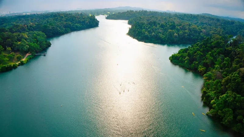 MacRitchie Reservoir là nơi thư giãn cuối tuần hoàn hảo