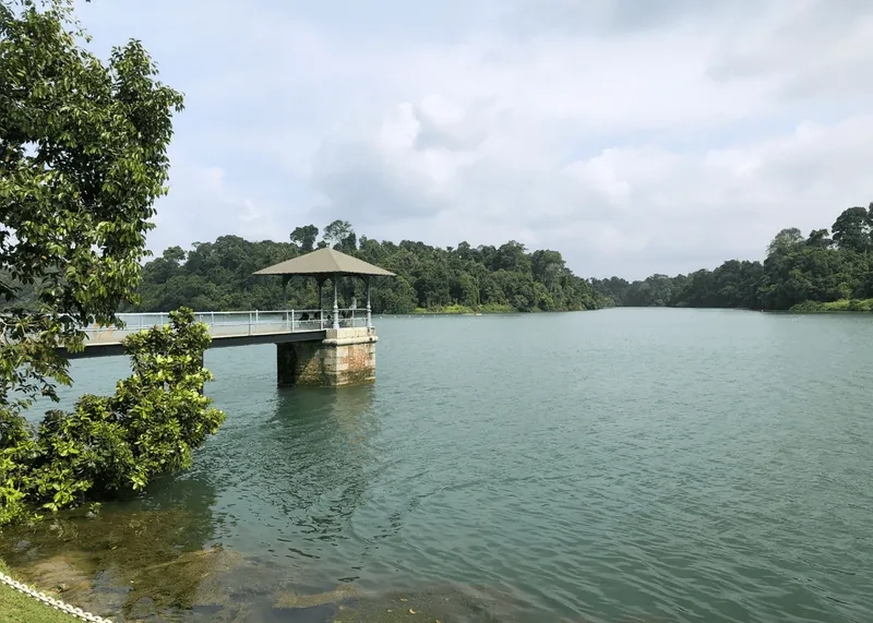 Một ngày thư giãn bên hồ MacRitchie Reservoir yên tĩnh