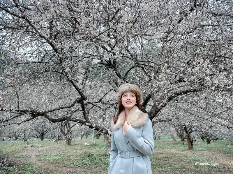 Mùa đông Mộc Châu tuyết – khung cảnh như cổ tích