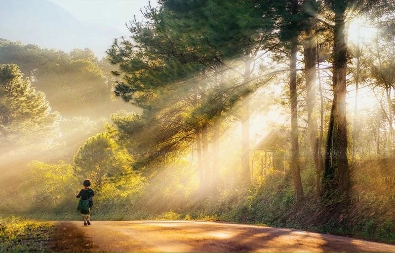 Ảnh sương mù Gia Lai lãng mạn như tranh thủy mặc