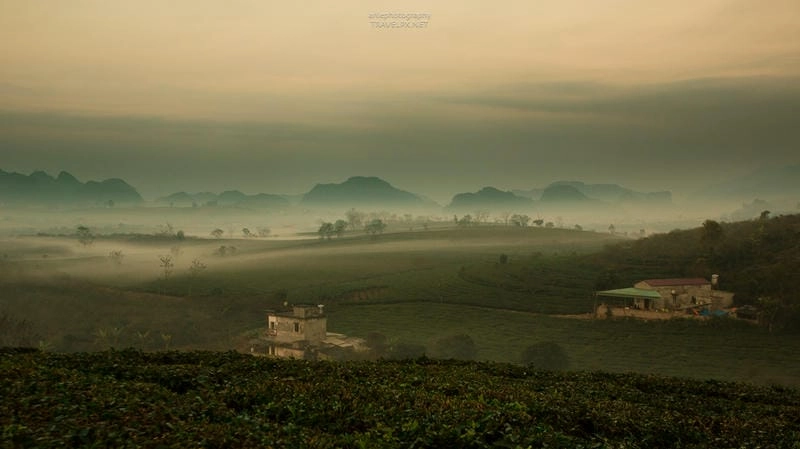 Đồi chè mùa đông chìm trong sương phủ mang vẻ thơ mộng yên bình