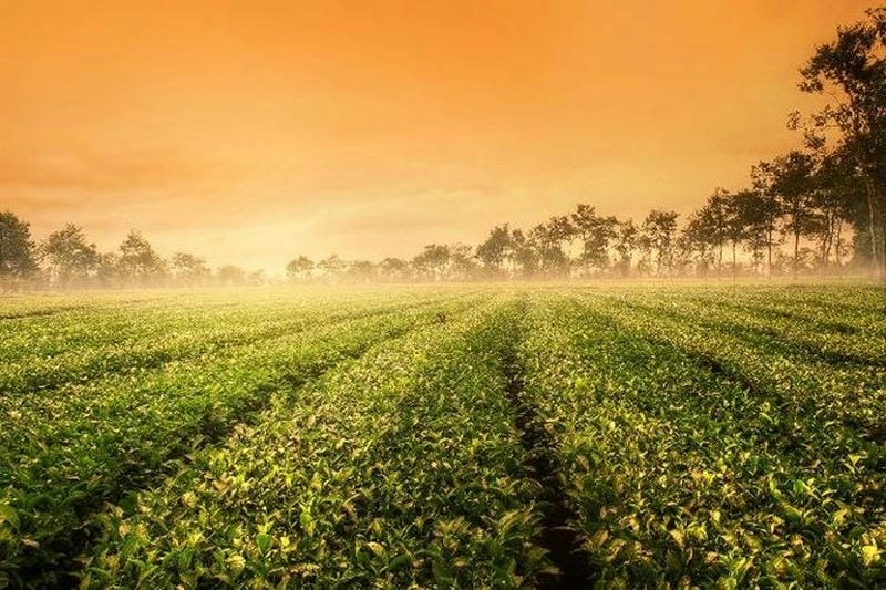 Đồi chè mùa đông Pleiku xanh mướt hòa cùng sương